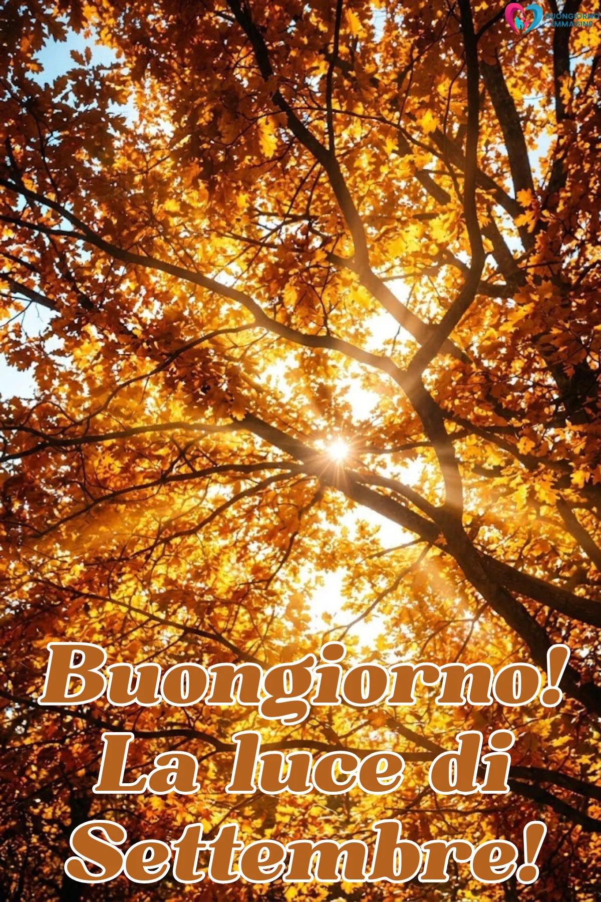 buongiorno settembre - sole tra foglie autunnali dorate su albero maestoso - immagini nuove gratis per WhatsApp