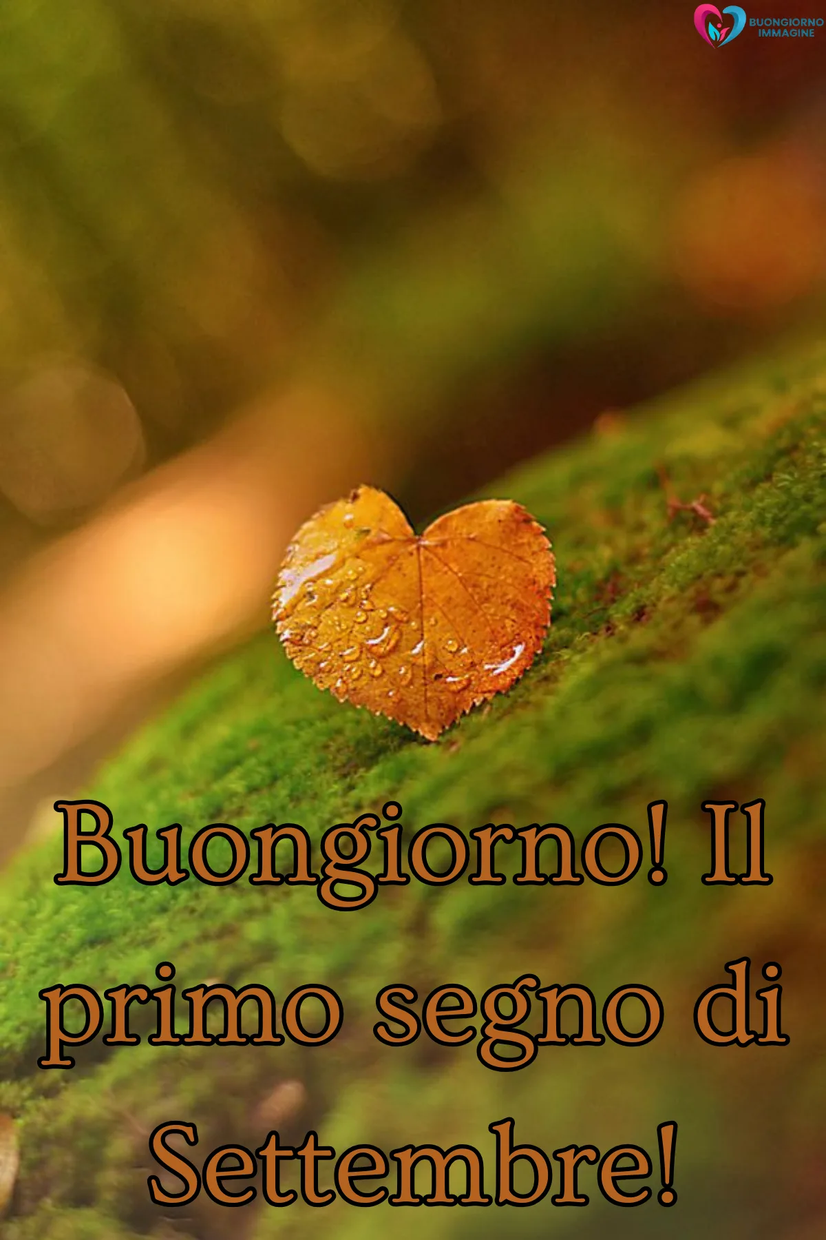 foglia dorata a cuore su muschio verde bagnato - buongiornoimmagine.it - settembre 2026