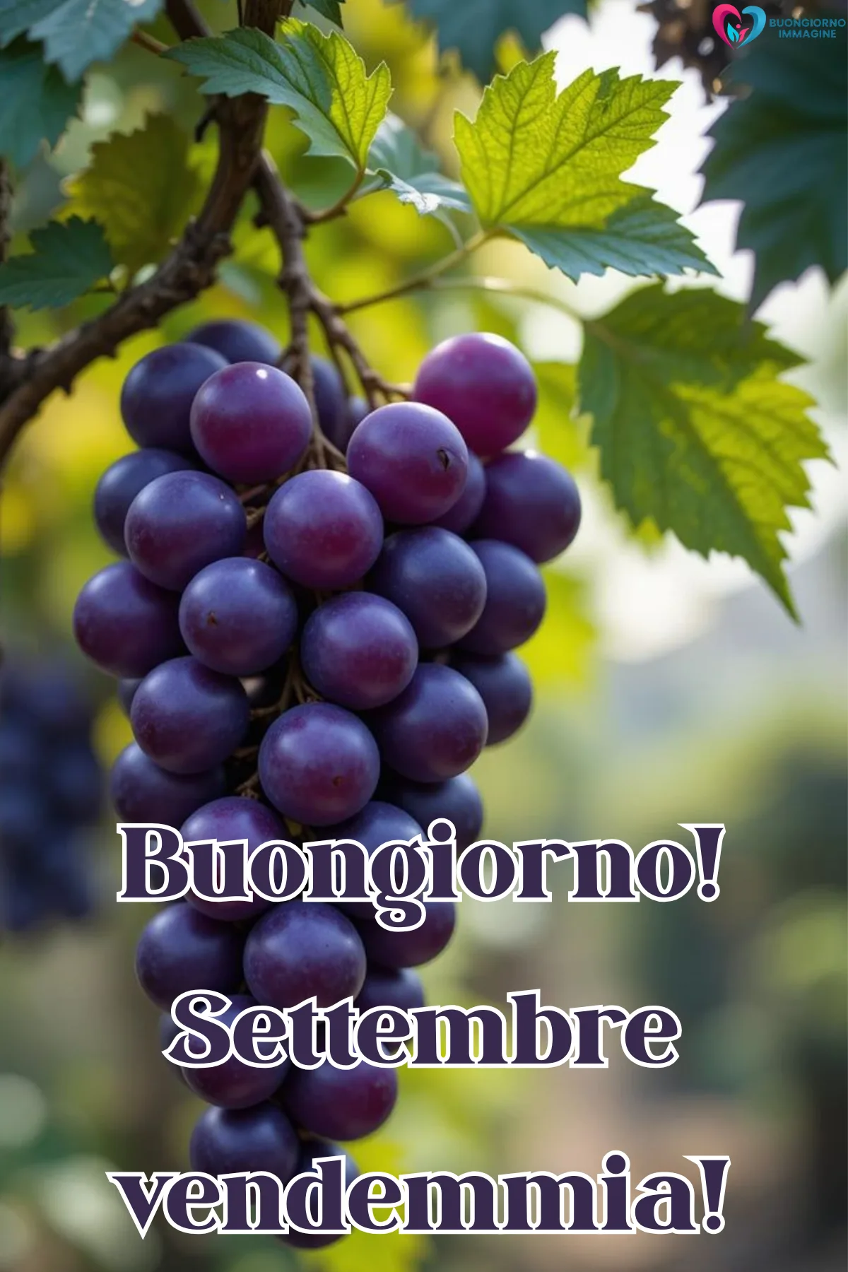 grappolo d'uva viola su vite con foglie verdi - buongiornoimmagine.it - settembre 2026