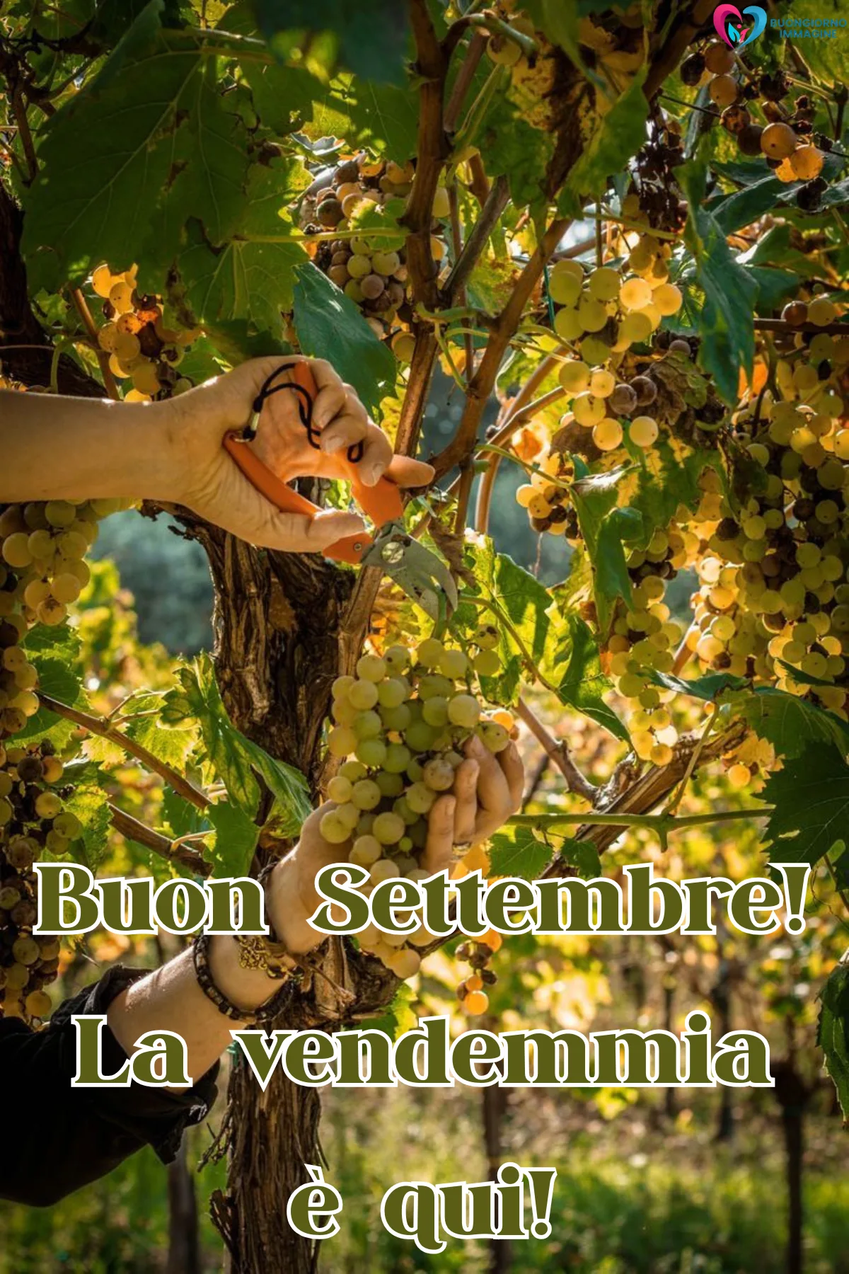 buongiorno 1 settembre - mani che raccolgono grappoli d'uva bianca in vigna - immagini nuove gratis per WhatsApp