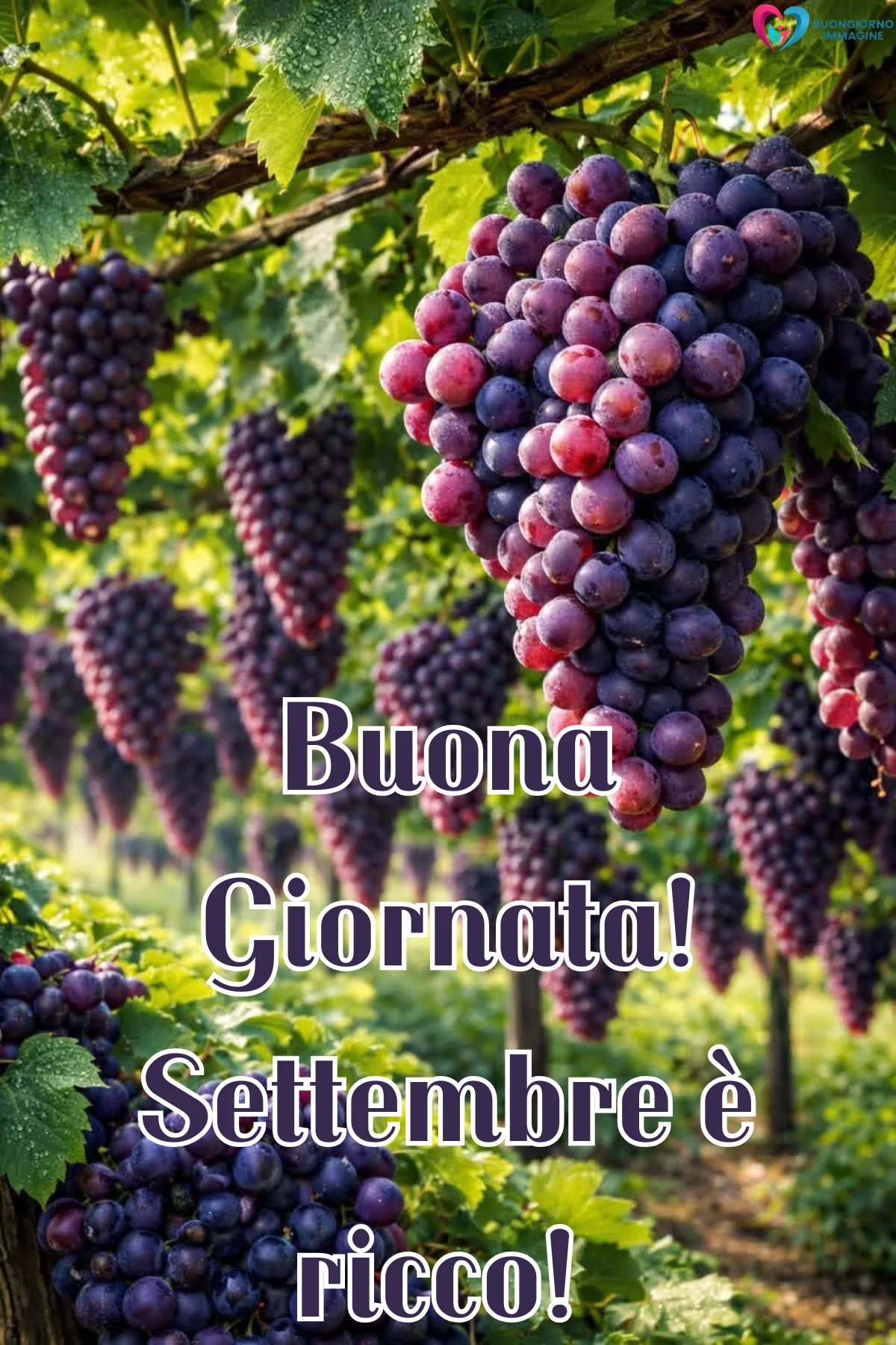 immagini settembre gratis per whatsapp - grappoli d'uva viola maturi appesi in un - immagini nuove gratis per WhatsApp