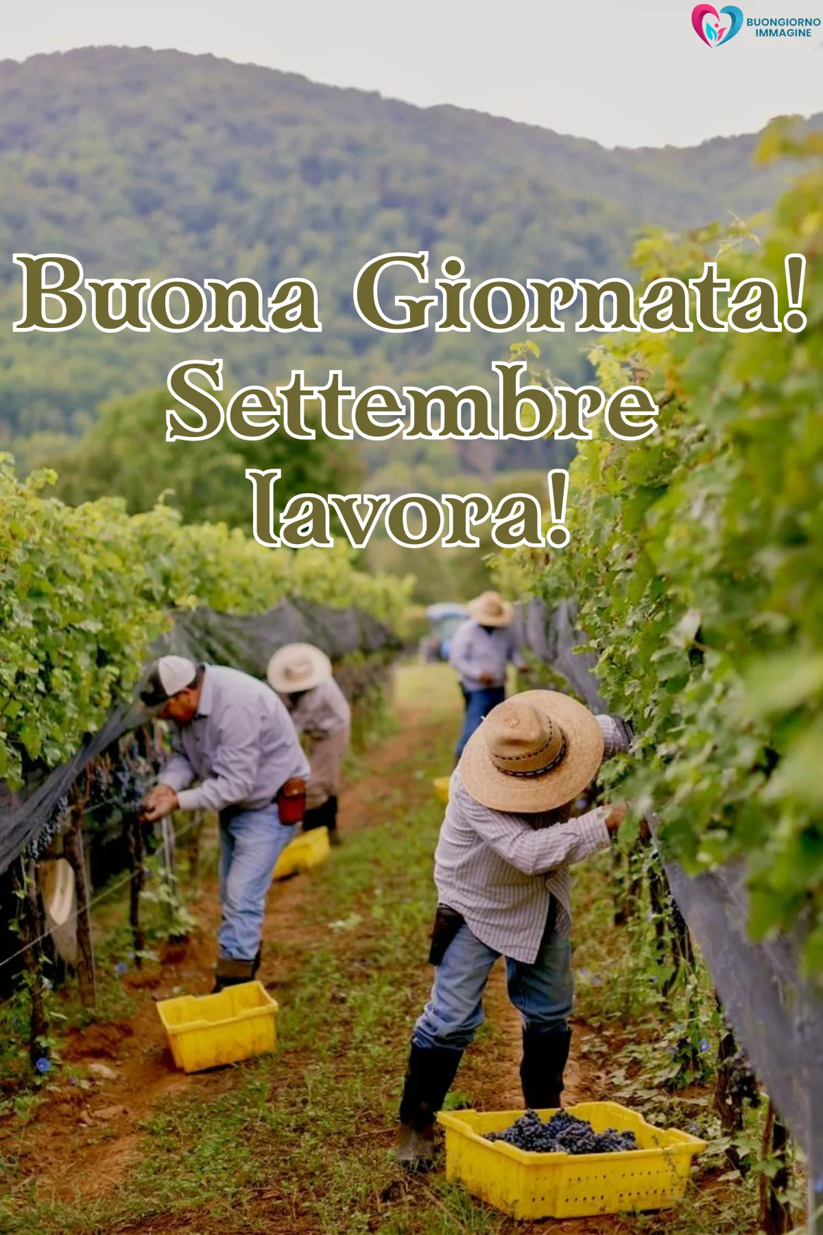 immagini buongiorno settembre - vendemmia settembre lavoratori vigneto uva casse gialle - immagini nuove gratis per WhatsApp