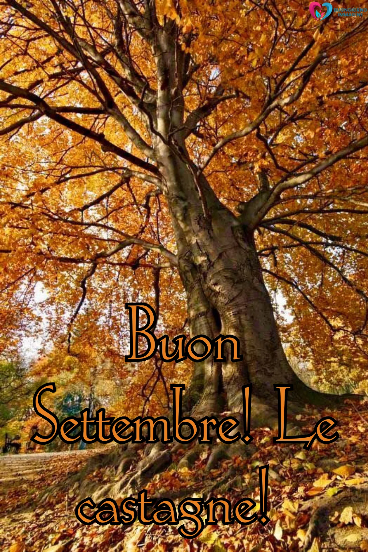 buongiorno 1 settembre - albero maestoso con foglie dorate autunnali e scritta italiana - immagini nuove gratis per WhatsApp