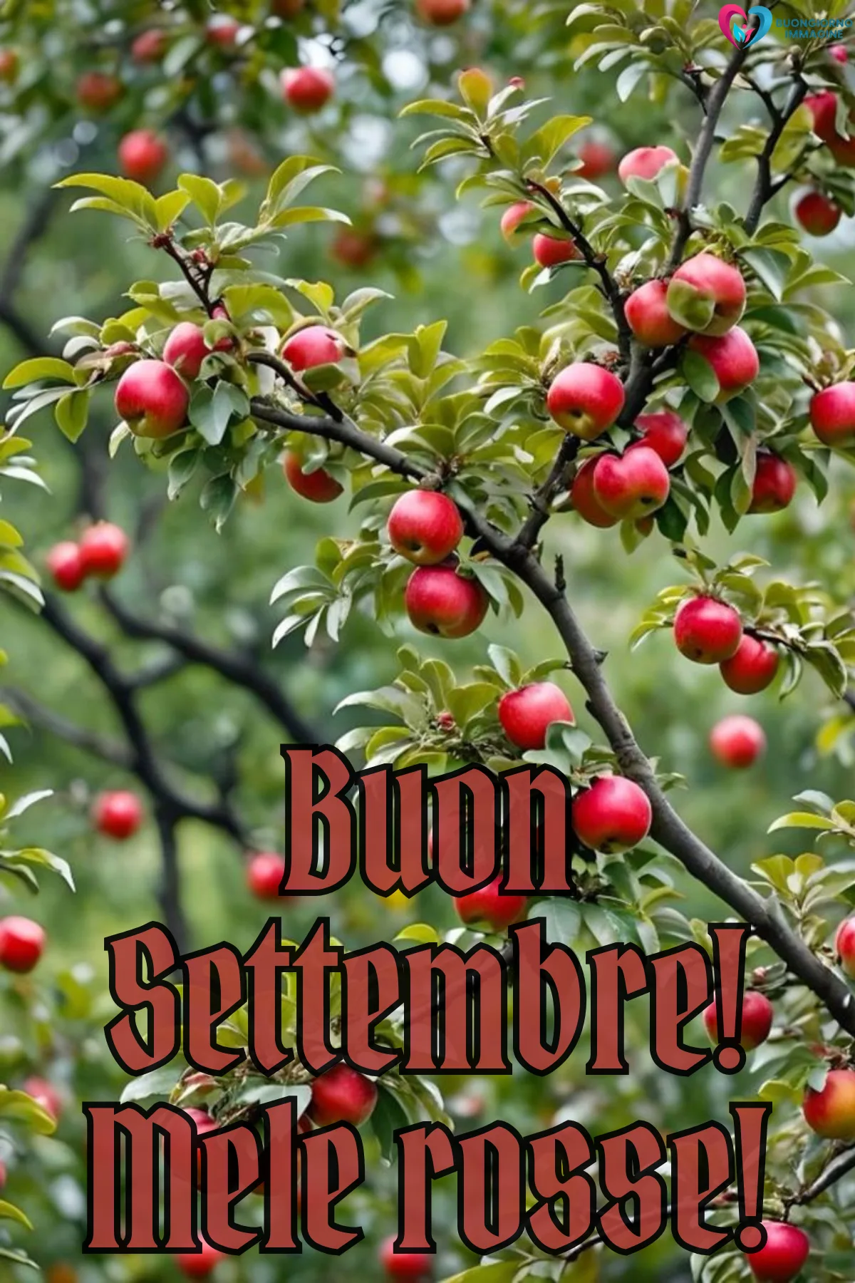 albero di mele rosse con foglie verdi in settembre - buongiornoimmagine.it - settembre 2026