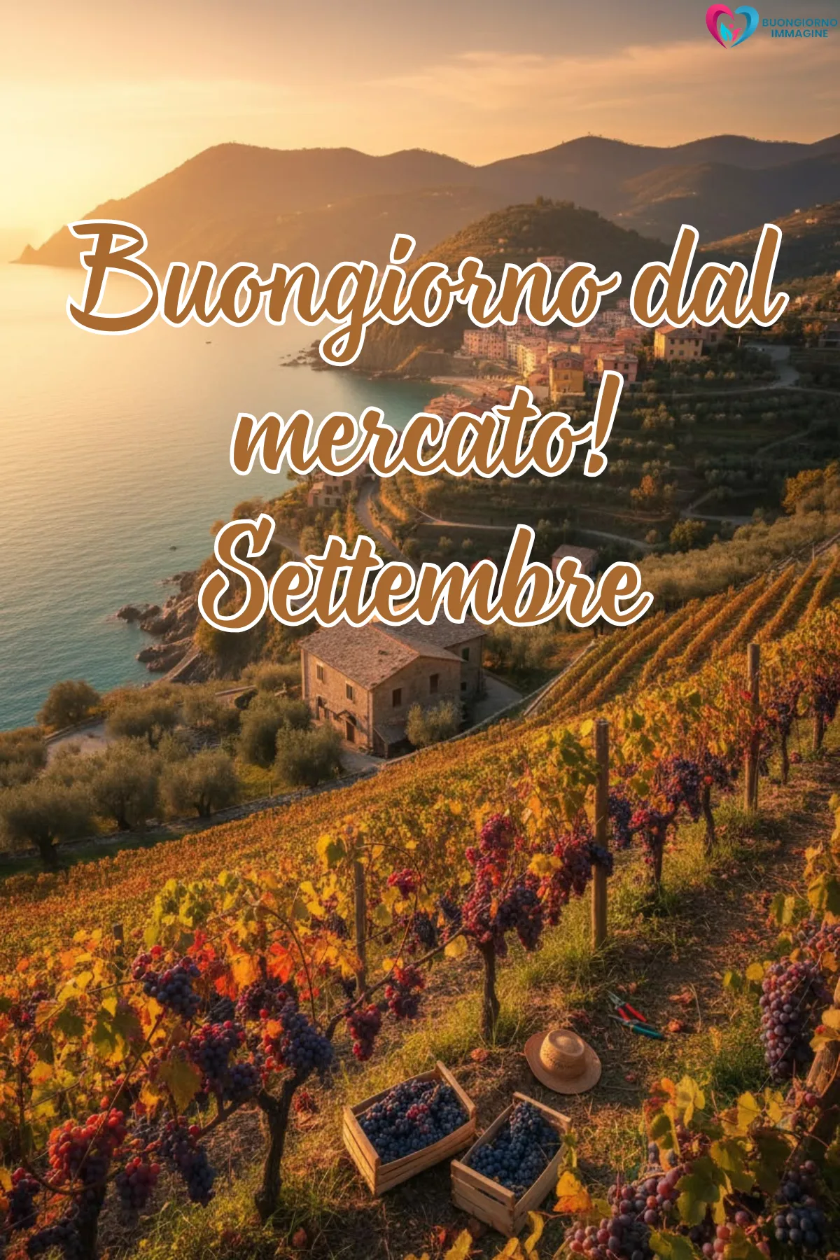 buongiorno settembre - vigneto costiero al tramonto con uva matura settembre - immagini nuove gratis per WhatsApp