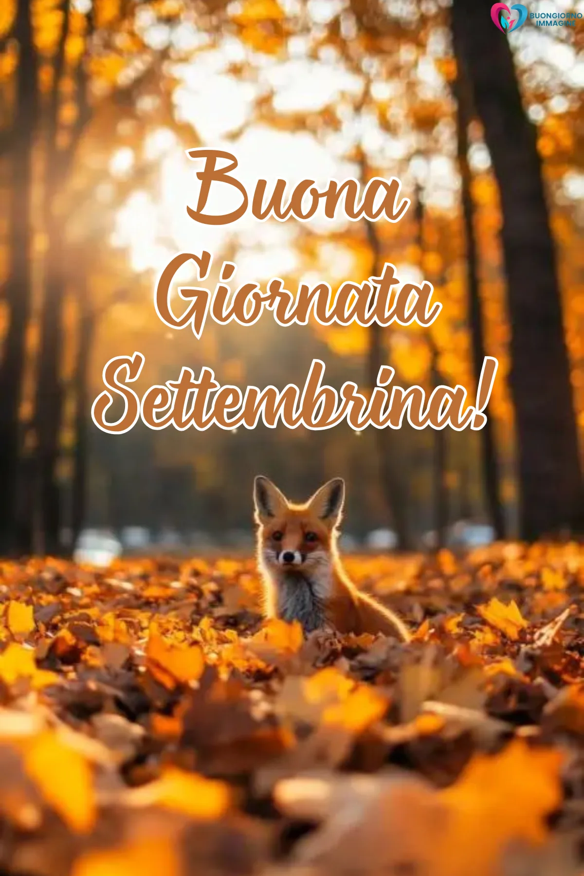 buon settembre - volpe tra foglie autunnali dorate in bosco soleggiato - immagini nuove gratis per WhatsApp