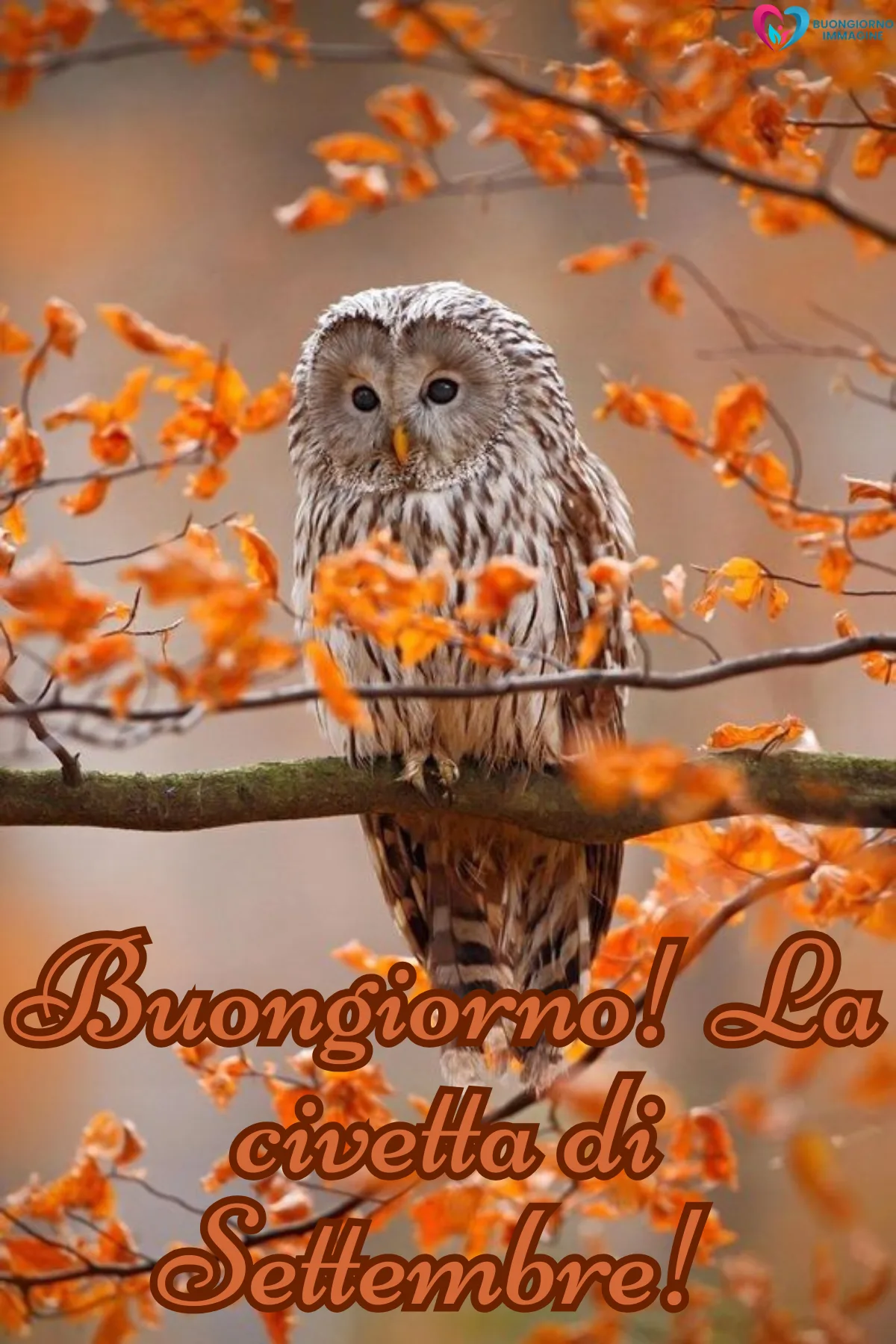 civetta su ramo tra foglie arancioni autunnali - buongiornoimmagine.it - settembre 2026