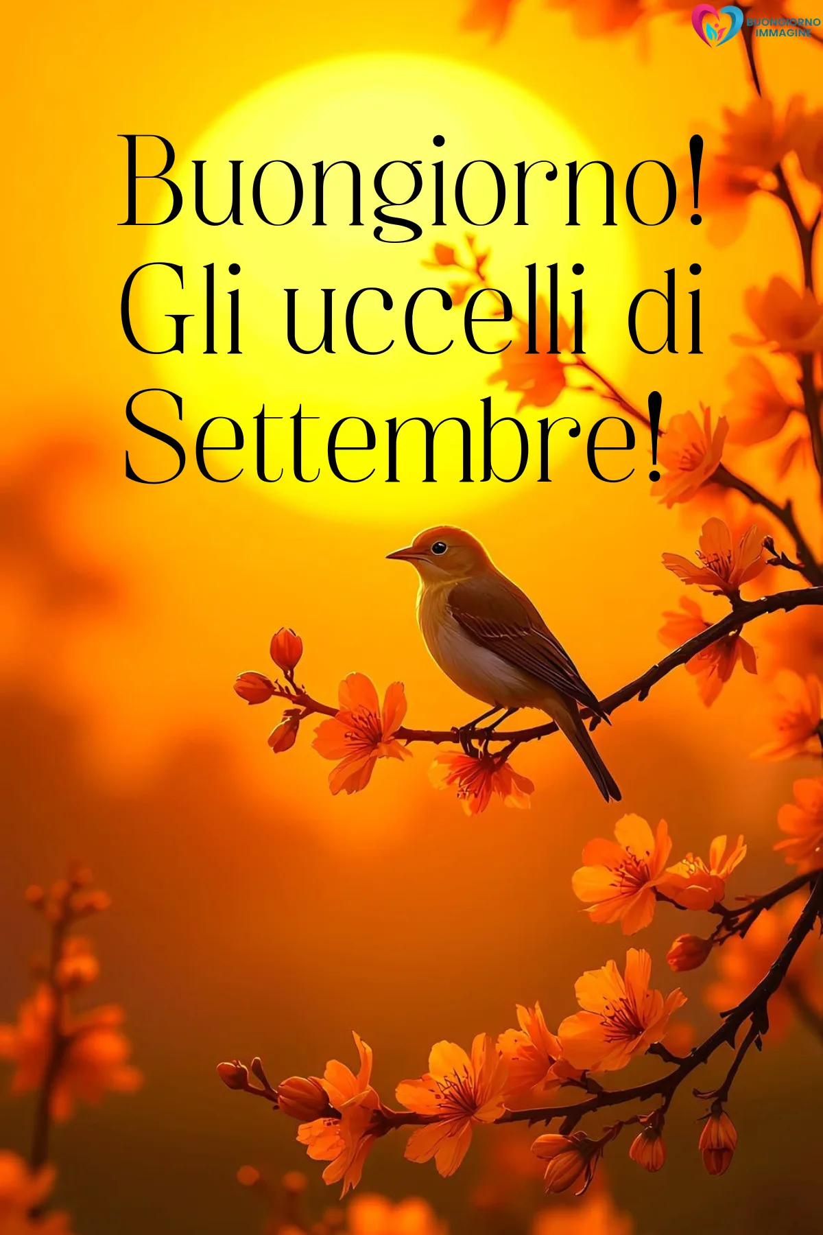 immagini settembre gratis per whatsapp - uccello su ramo fiorito con sole arancione - immagini nuove gratis per WhatsApp