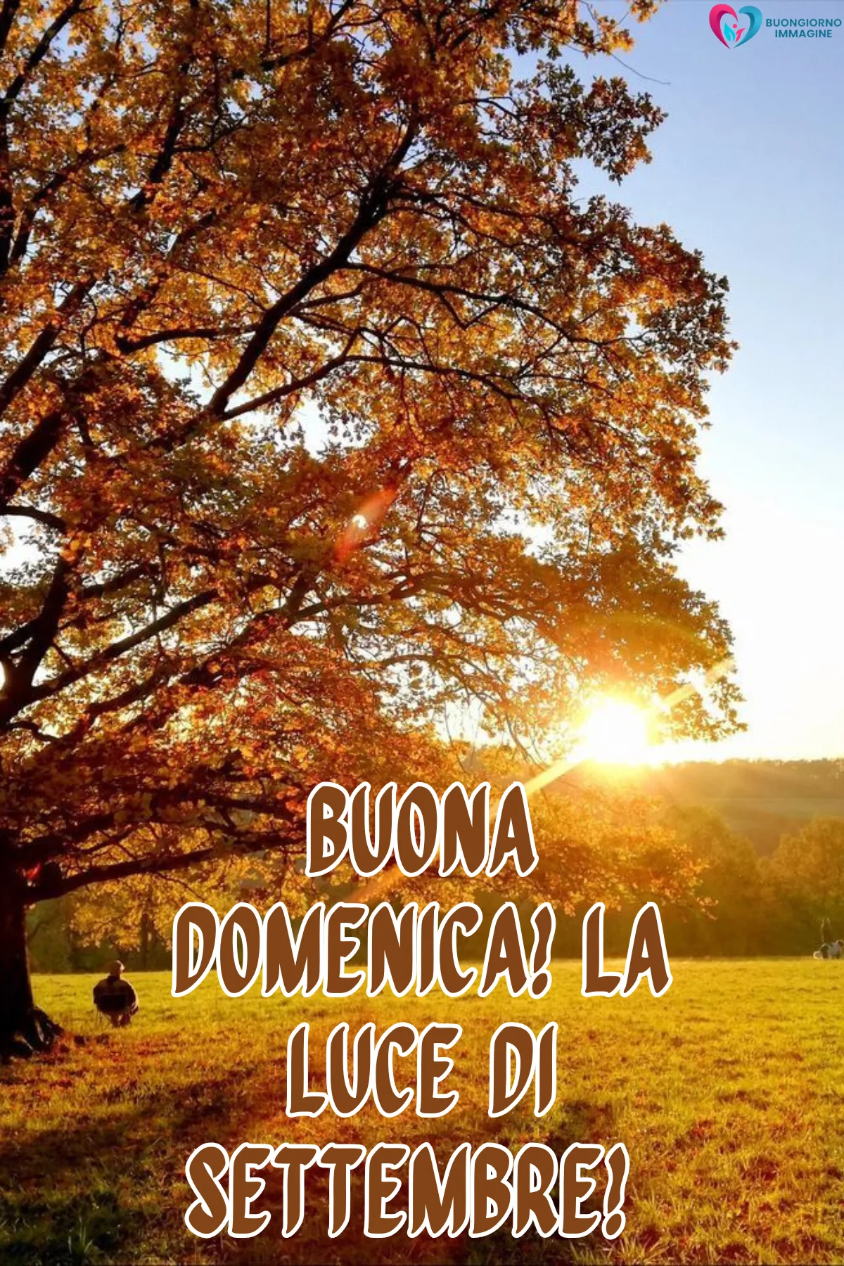 albero autunnale dorato con sole tramontante su prato verde - buongiornoimmagine.it - settembre 2026