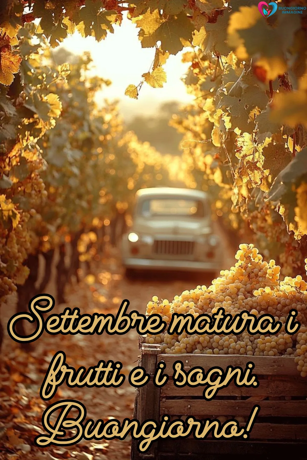 immagini buongiorno settembre - vigneto autunnale dorato uva matura veicolo vintage - immagini nuove gratis per WhatsApp