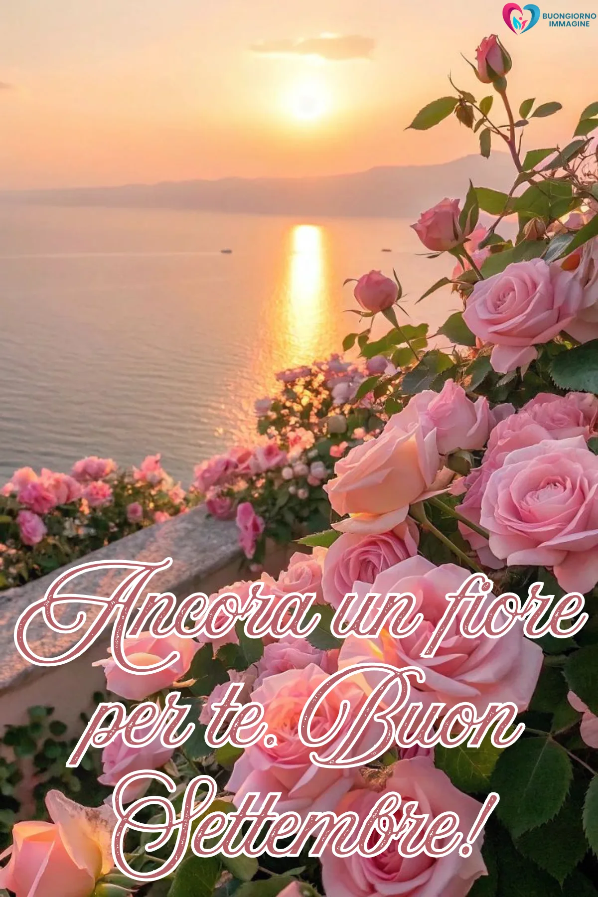 immagini settembre gratis per whatsapp - rose rosa tramonto sul mare augurio settembre - immagini nuove gratis per WhatsApp