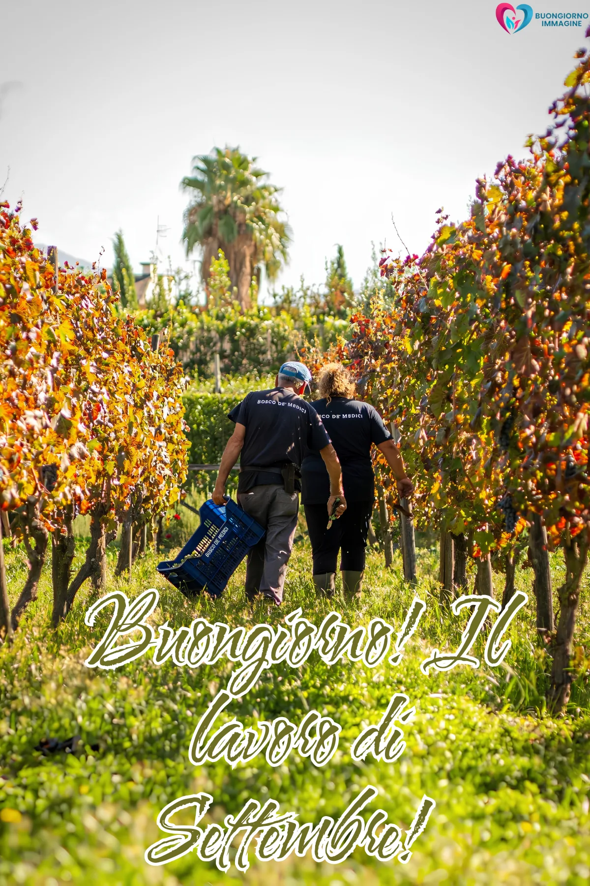 immagini buongiorno settembre - due persone camminano tra filari di vigne autunnali - immagini nuove gratis per WhatsApp