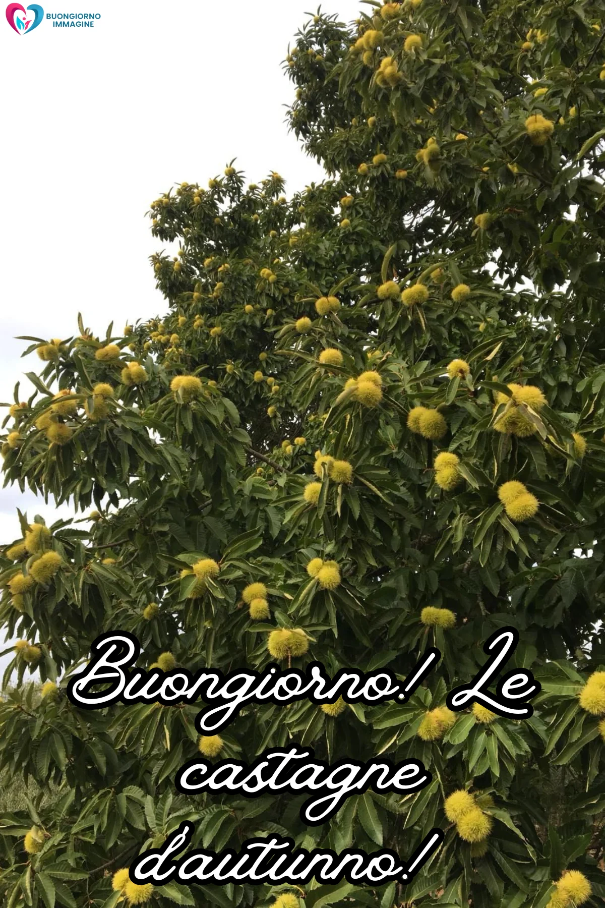 immagini buongiorno autunnale — buongiornoimmagine.it immagini buongiorno autunnale — buongiornoimmagine.it