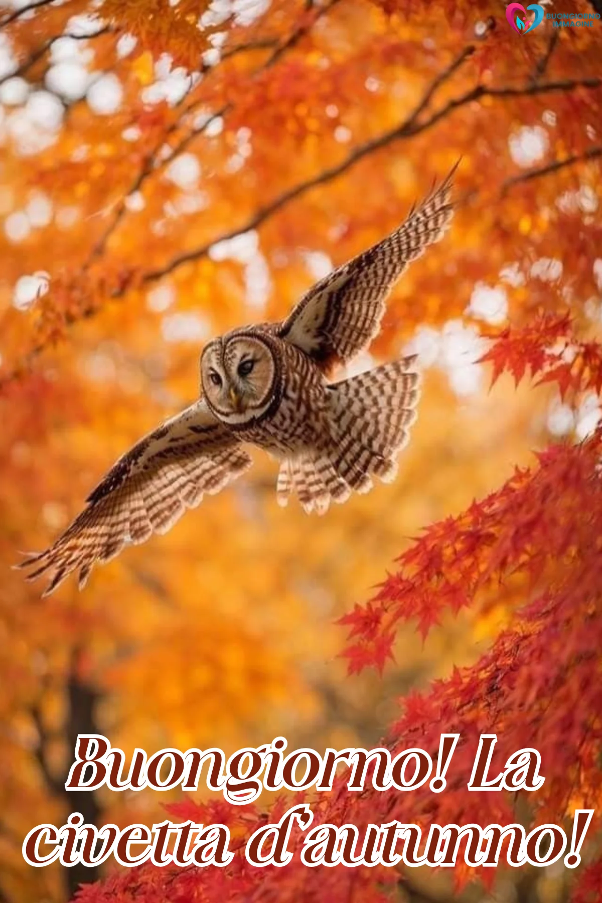 immagini buongiorno autunnale — buongiornoimmagine.it immagini buongiorno autunnale — buongiornoimmagine.it