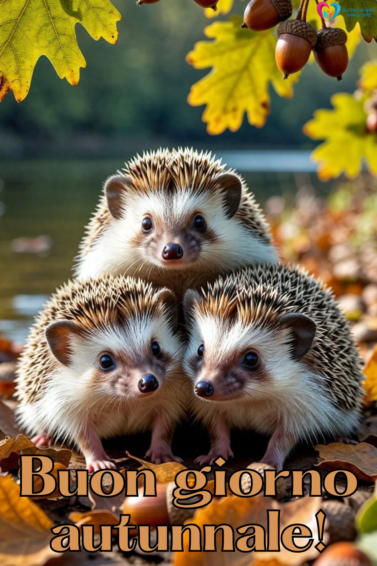 immagini buongiorno autunnale — buongiornoimmagine.it immagini buongiorno autunnale — buongiornoimmagine.it